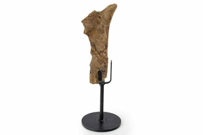 Fossil Hadrosaur Rib Section w/ Metal Stand - South Dakota #339896